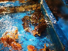 -小平岛開海水饺(浑南店)