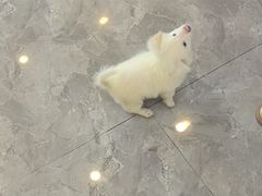-贝康宠物医院·犬猫全科·小动物特色诊疗中心(东环路店)