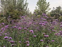 -中福百货(望京店)