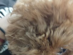 -中农国际动物医院24小时·猫科·骨科·急重症中心