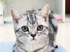 -lincat·猫舍(广州店)