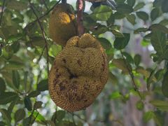 -中国科学院西双版纳热带植物园