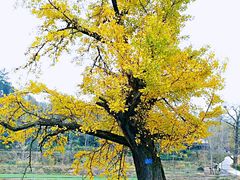 -千年银杏谷文化旅游区