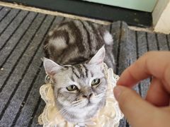 -怪兽屋·羊驼·猫咖·狗咖(俊华广场店)