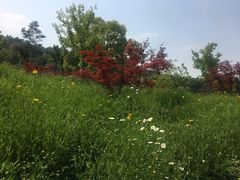 -龙寺生态园