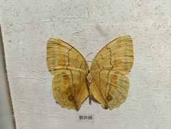 -七巧国萌宠乐园(龙湖天街店)