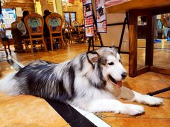 -more than meow吴止猫主题餐厅(承德 中船汇店)