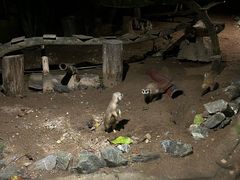 -清迈夜间动物园