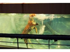 -清迈夜间动物园