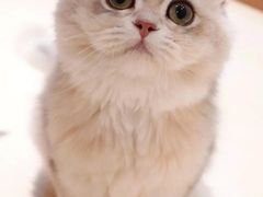 -momokira米努特·德文卷毛猫·棉花面纱犬