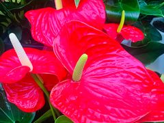 -秦美花卉(天朗·莱茵小城2期店)