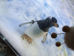 -芜湖新华联大白鲸海洋公园