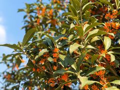 -桂源铺(鹿城路西站美美商场店)