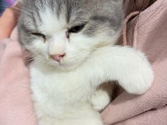 -楼上猫咖(罗湖店)