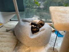-平行世界·猫咖(首经贸店)