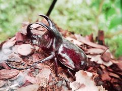 -南宫五洲植物乐园