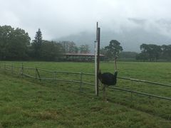 -瑞穗牧场