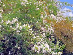 -深圳国际园林花卉博览园