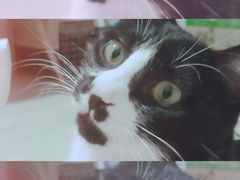 -伟伟宠物医院·CT影像中心·瑞派犬猫综合性门诊(汉口总院)