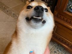 -爱侣宠医·鹦鹉专科·小型哺乳类·异宠专科(灵石路店)