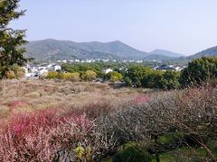 -香雪海