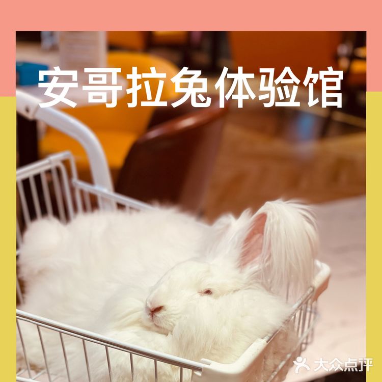 Nice to meet U 安哥拉兔巨兔体验馆