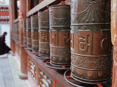 -塔尔寺菩提树