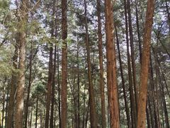 -昆明植物园
