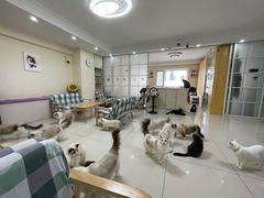 -鼓捣猫呢主题猫咖店