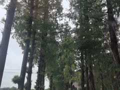 -嘉善老市