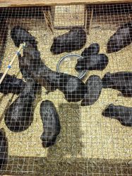 -酷嗒动物文化乐园(cutezoo西溪乐天城店)