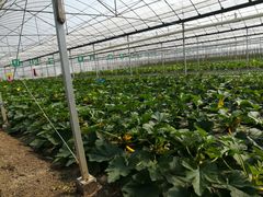 -上膳源有机农场