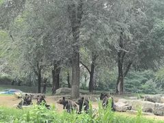 -北京野生动物园