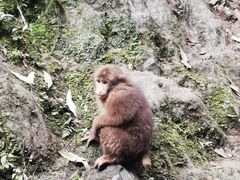 -峨眉山风景名胜区