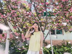-莱阳濯村樱花园