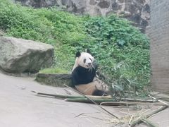 -都江堰中华大熊猫苑