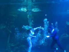 -石家庄海洋公园