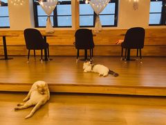 -猫腻·猫咖·撸猫馆(星光大道店)