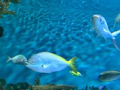 -上海海洋水族馆