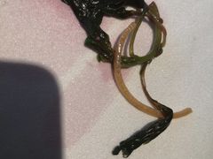 -巴陵全鱼席(湖南老字号汴河街店 )