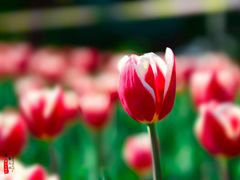 -长春公园(普阳街道)