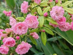 -都江堰玫瑰花溪谷