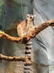 -Zoolung Zoolung动物主题公园(海信广场店)