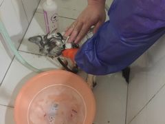 -酷狗靓猫宠物·洗护·美容·寄养(航北路店)