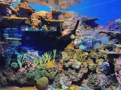 -上海海洋水族馆