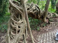 -中国科学院西双版纳热带植物园