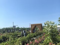 -荷兰花海