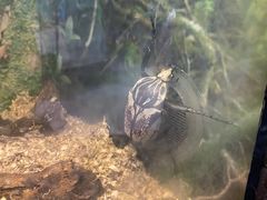 -上海大自然野生昆虫馆(东方明珠·爬宠昆虫探索中心)