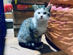 -萨夫兰博卢