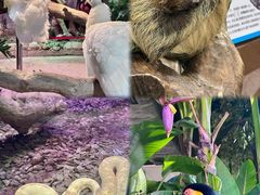 -正佳雨林生态植物园